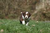 BORDER COLLIE 805